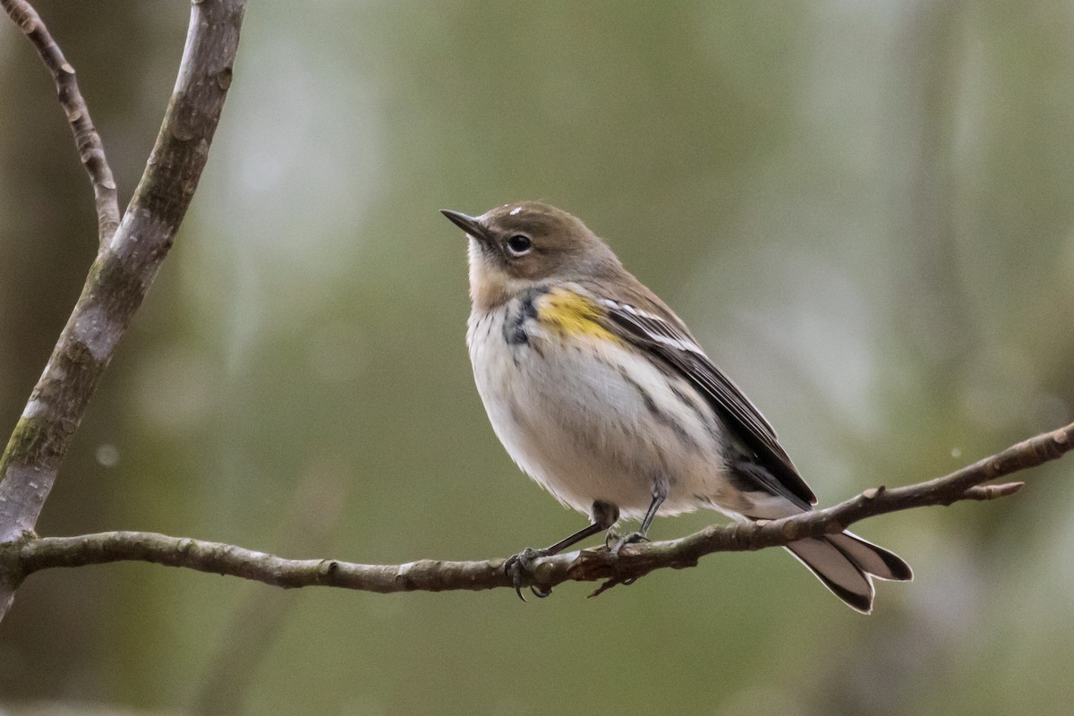 Yellow-rumped Warbler (Myrtle) - Evan Speck