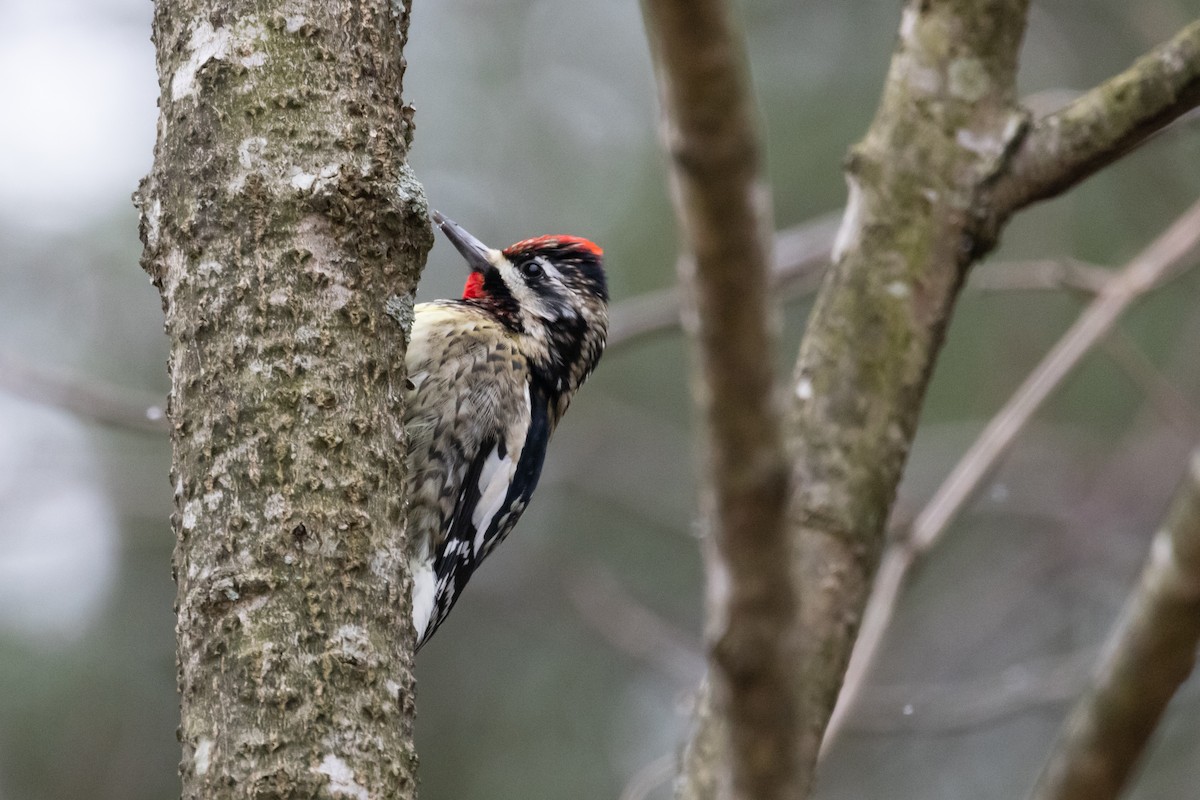 Yellow-bellied Sapsucker - ML410240831