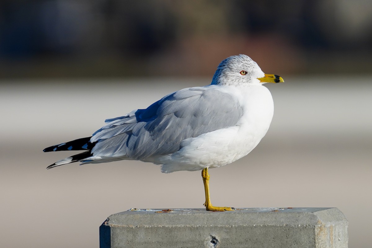 Ring-billed Gull - Gary Herritz