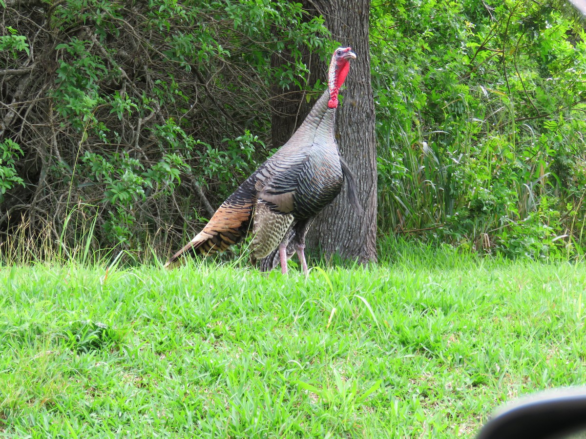 Wild Turkey - Peggy Horton