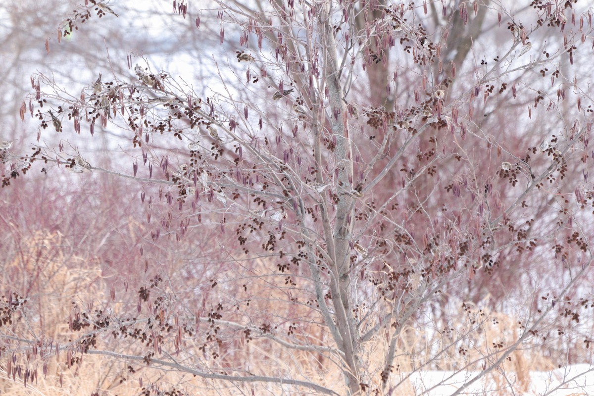 Common Redpoll - ML410243461