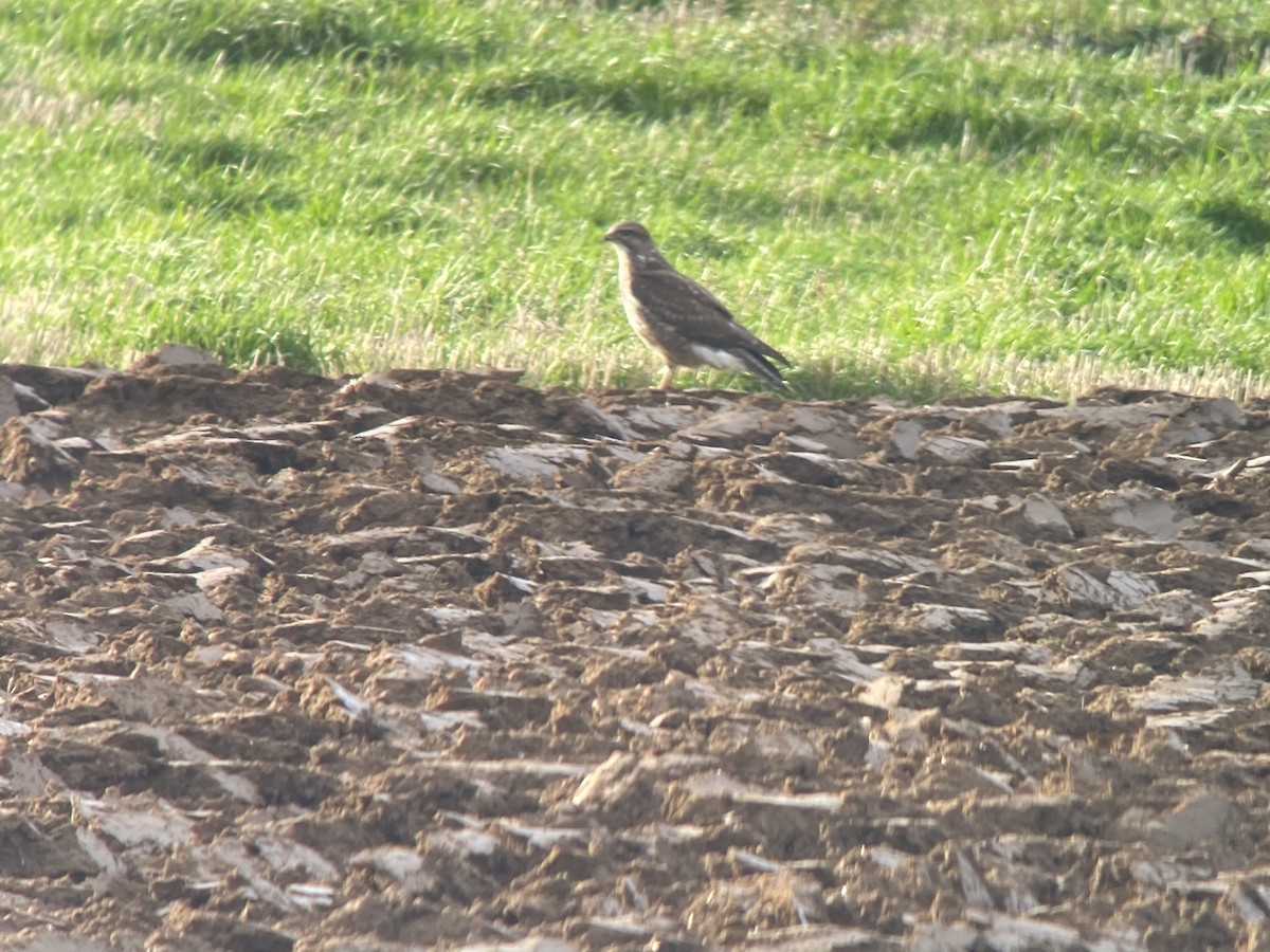 Common Buzzard - ML410244321