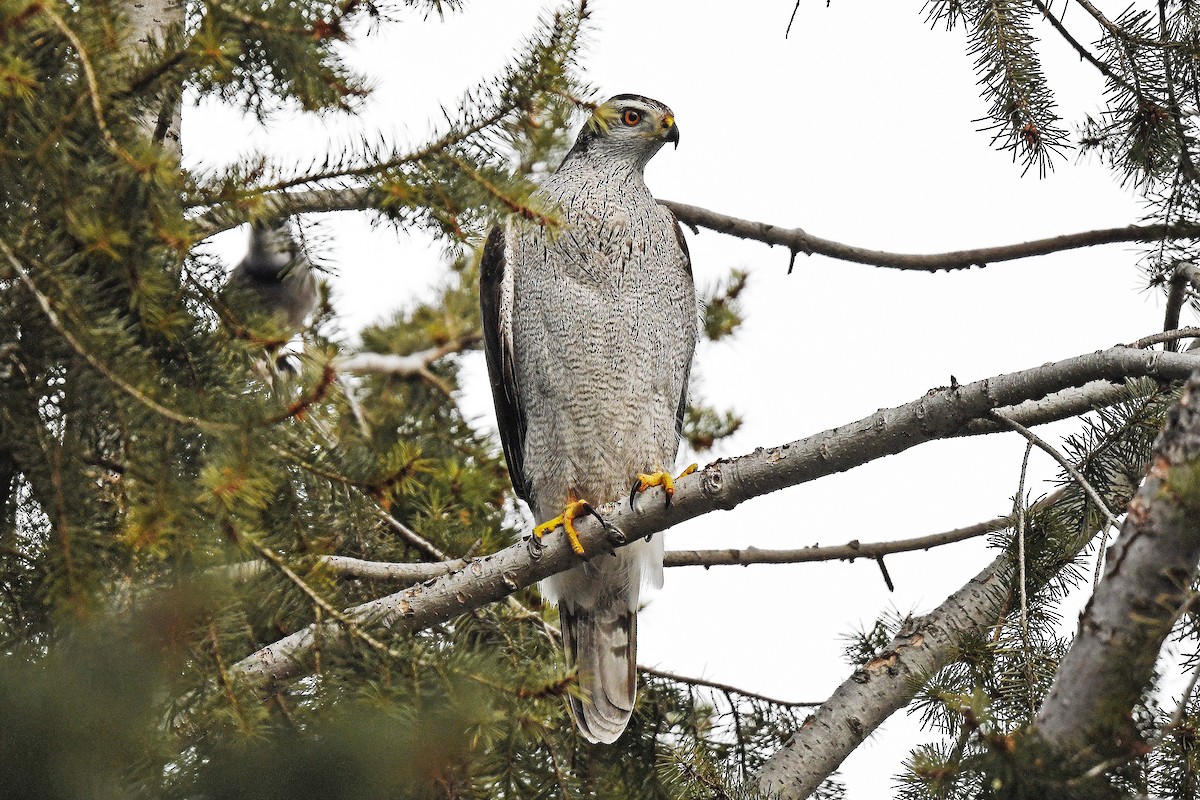 American Goshawk - ML410244391