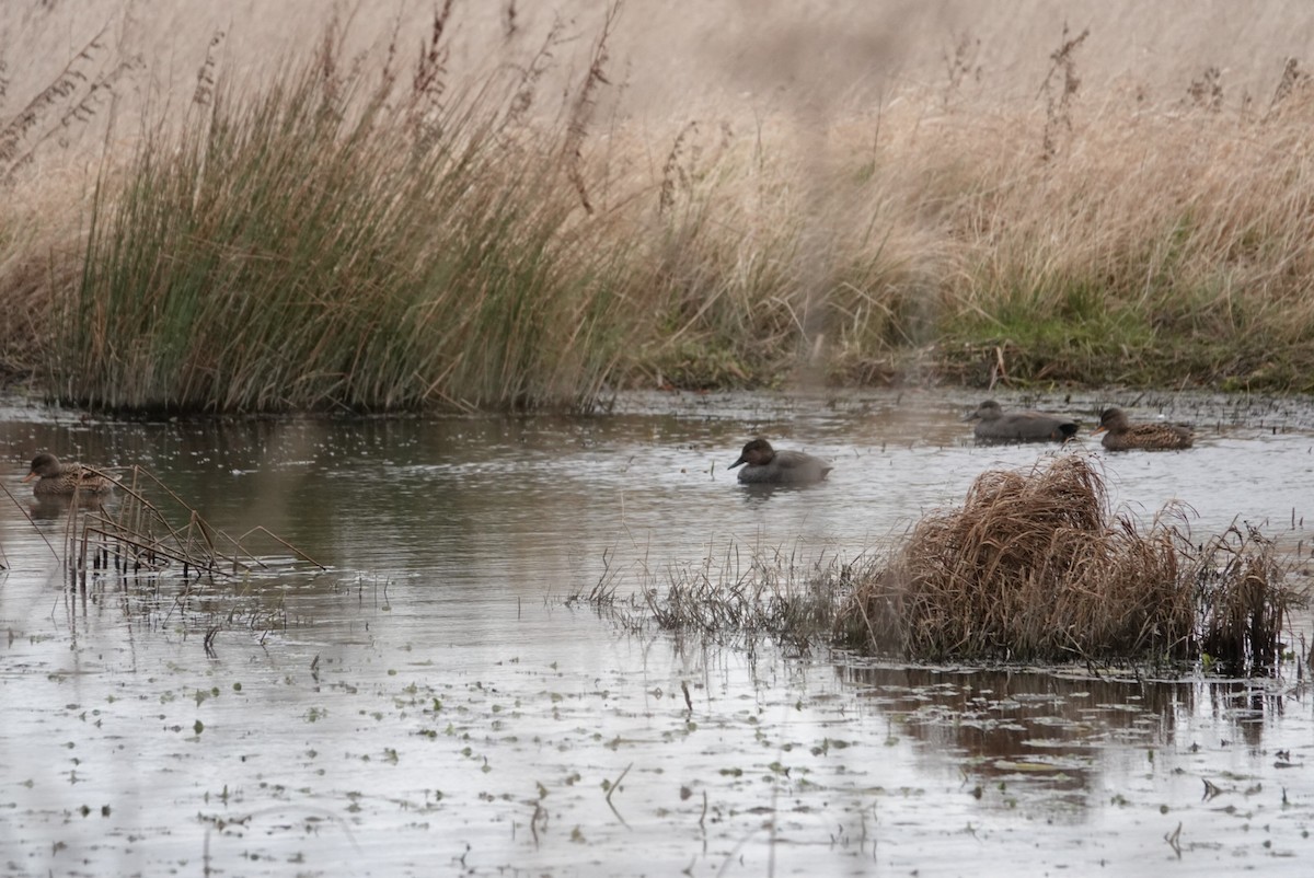 Gadwall - ML410244801