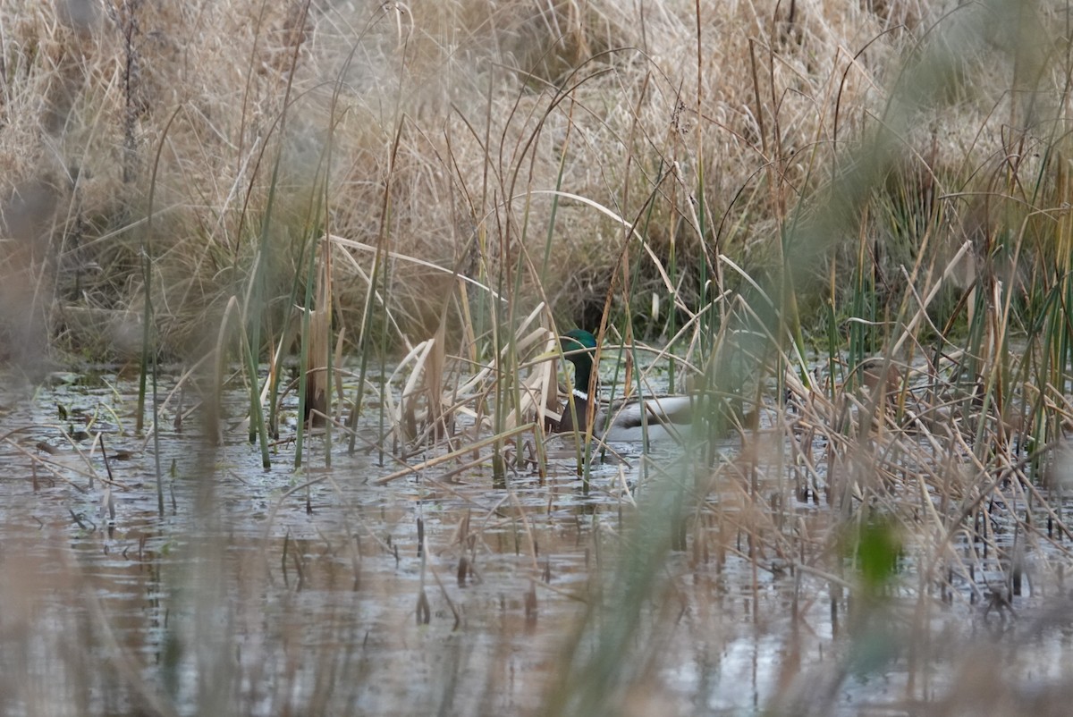 Mallard - ML410245041