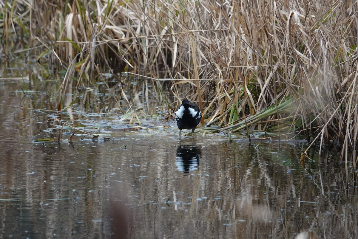 Eurasian Moorhen - ML410245231
