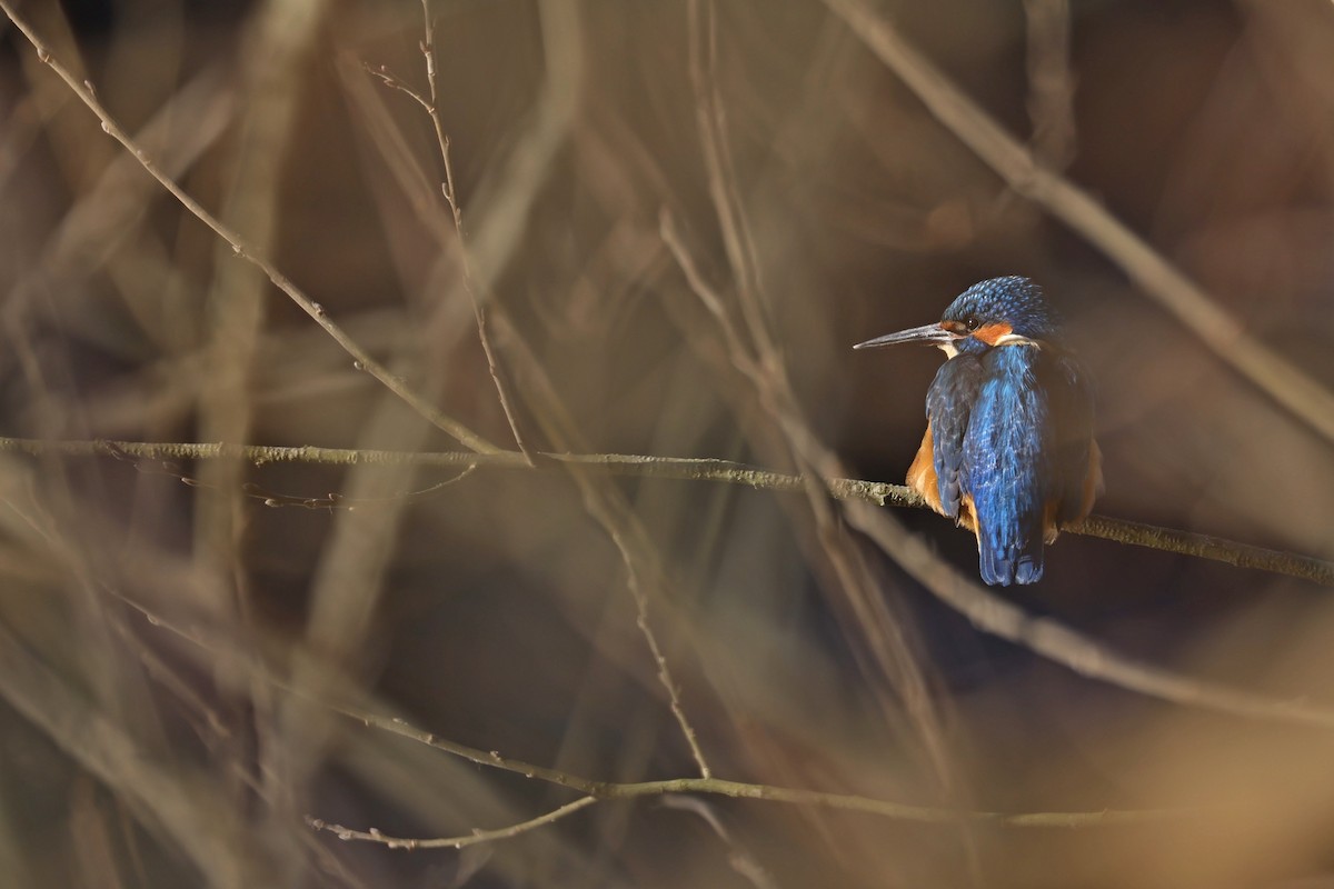 Common Kingfisher - ML410245271