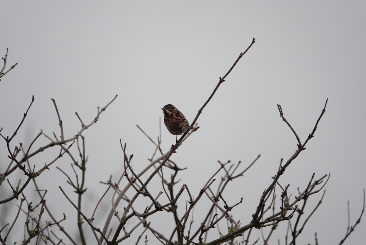 Reed Bunting - ML410245371