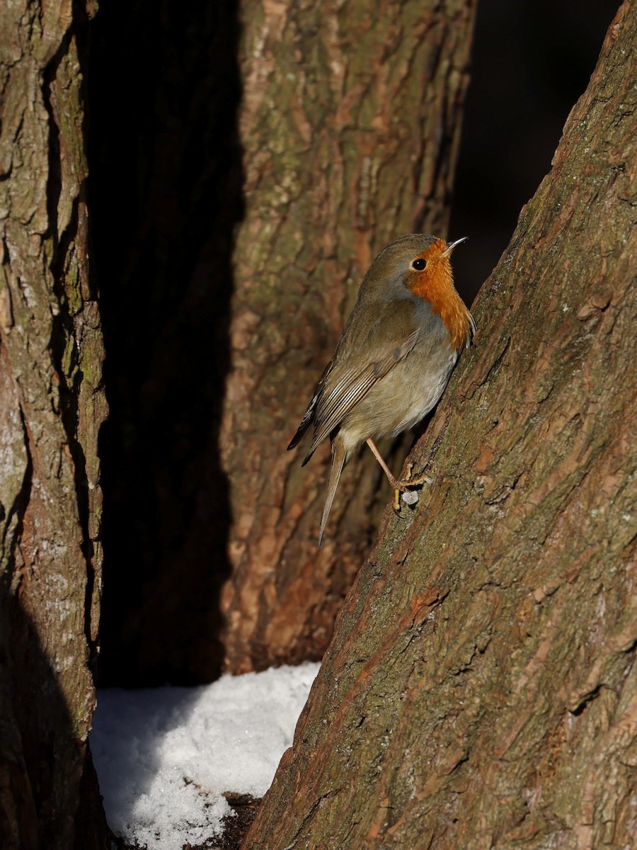 European Robin - ML410245561