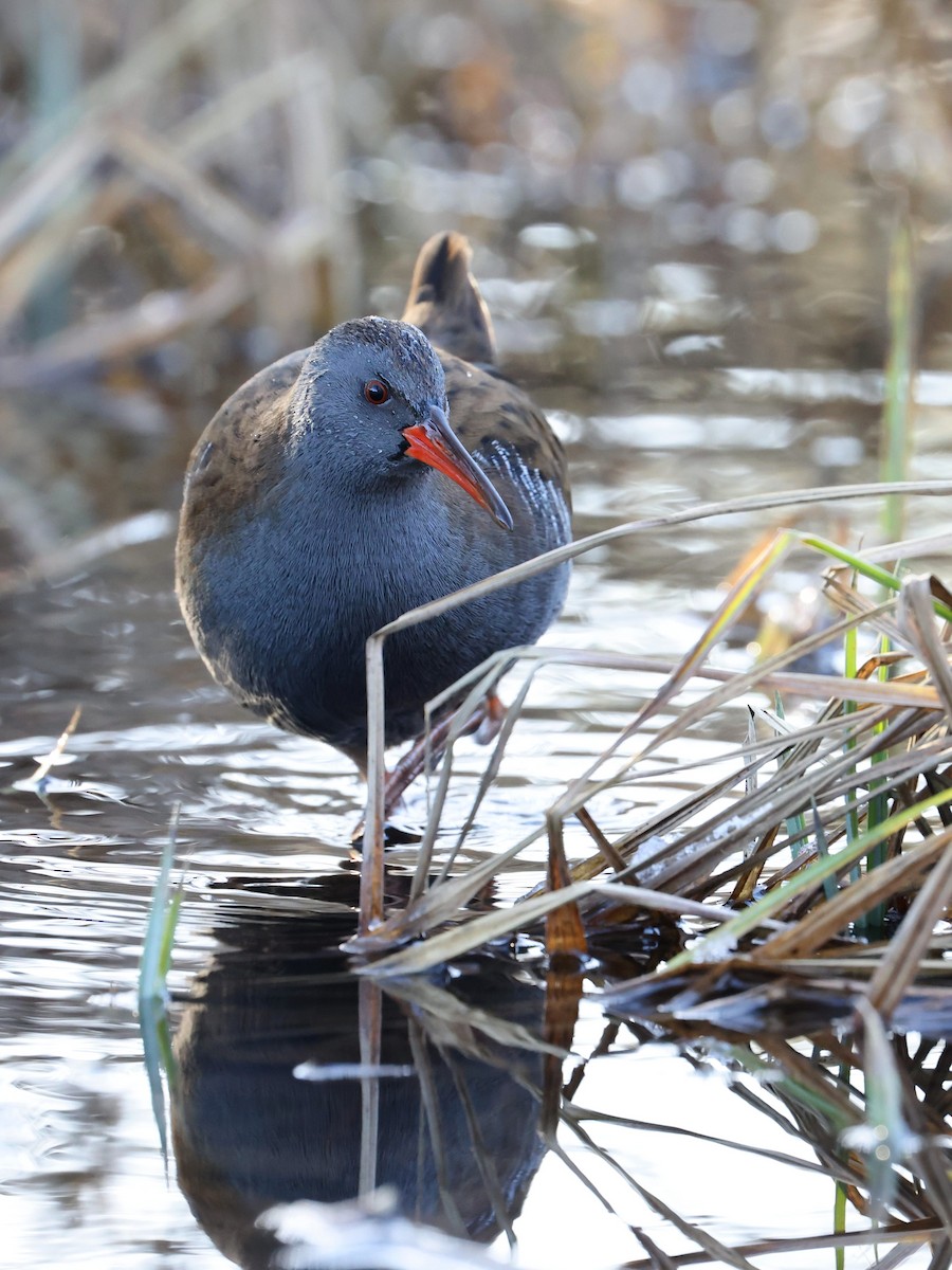 Water Rail - ML410245921