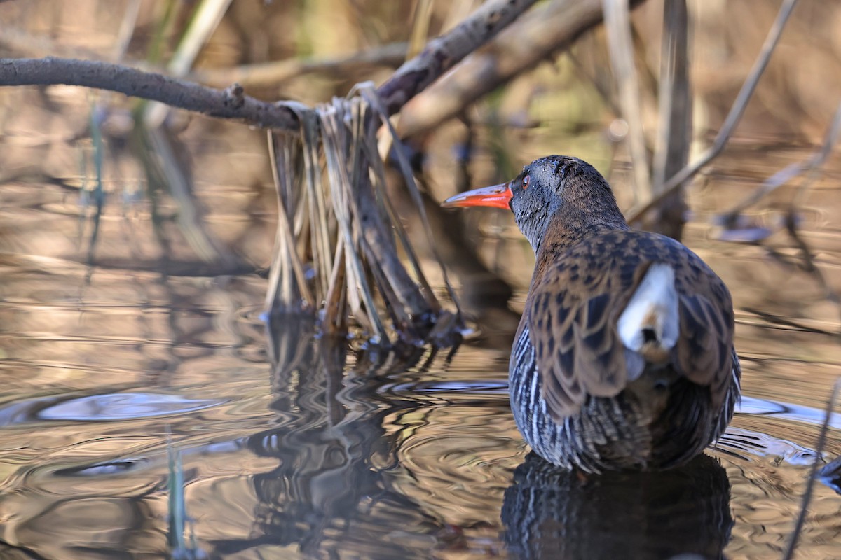 Water Rail - ML410245941