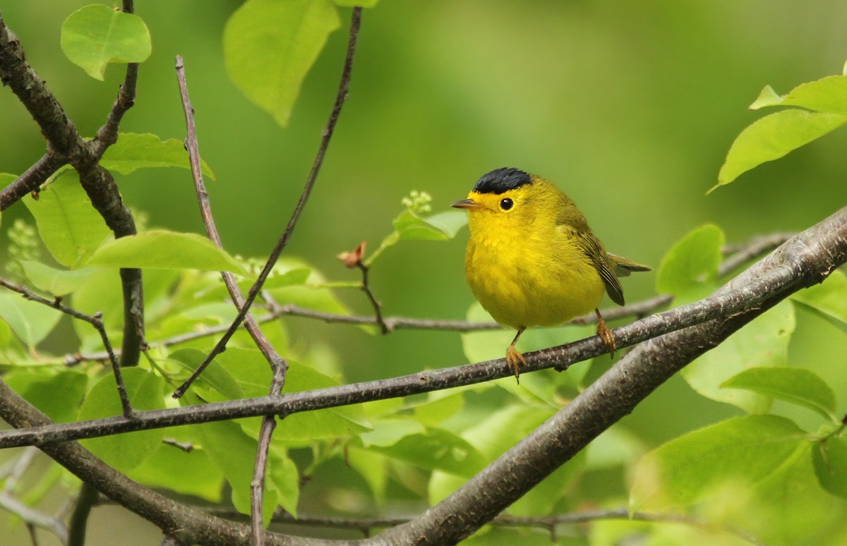 Wilson's Warbler - Ryan Schain