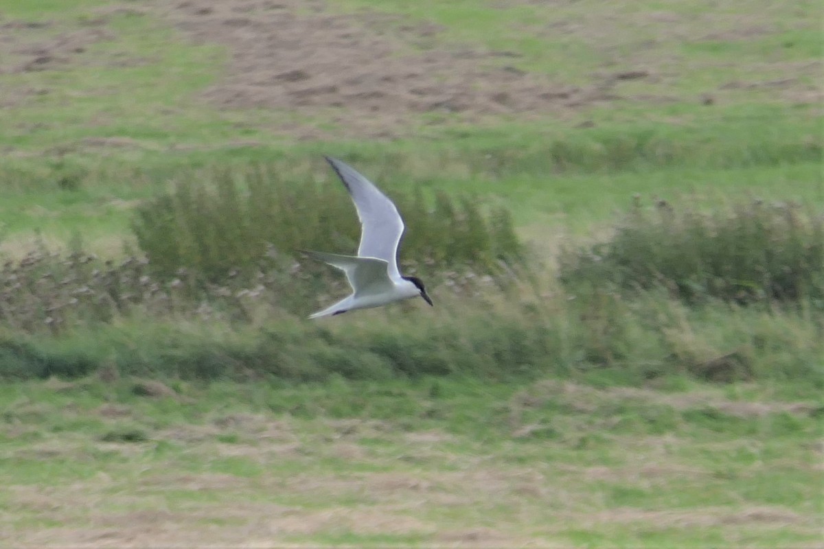 Gull-billed Tern - ML410247011