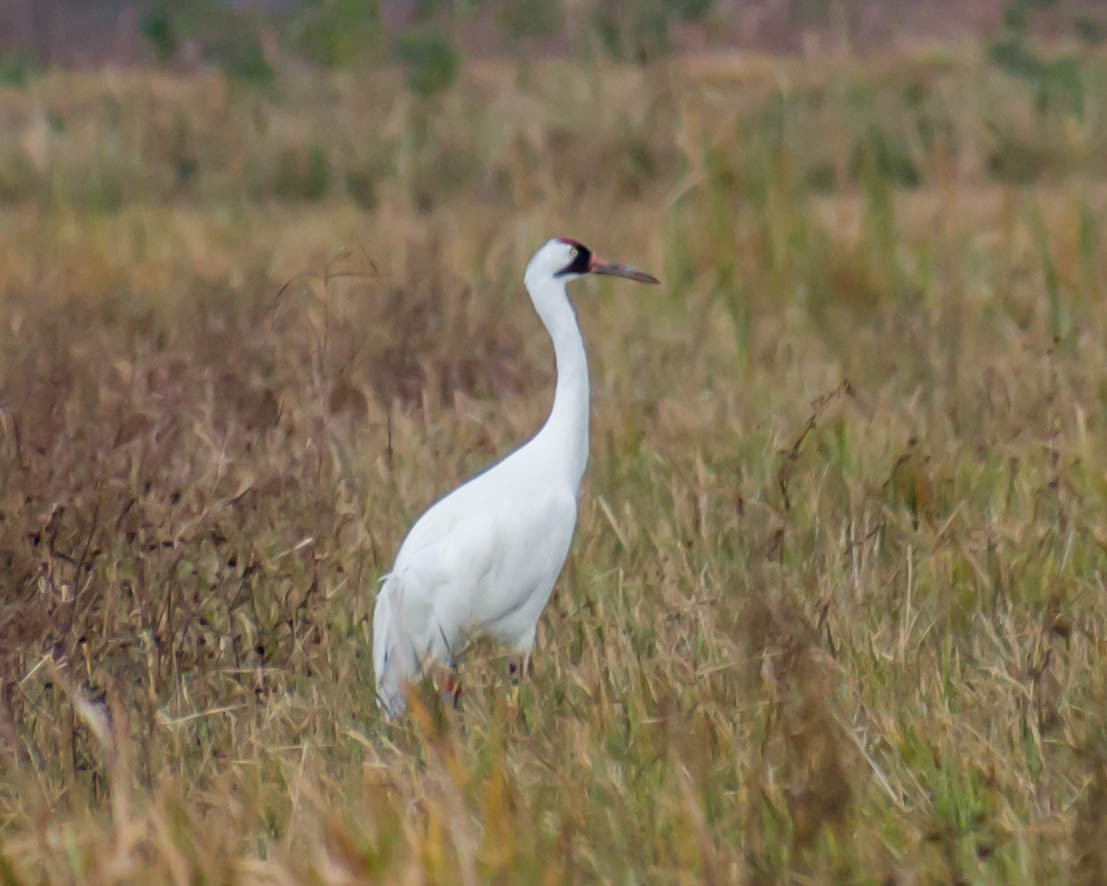 Whooping Crane - ML410248981