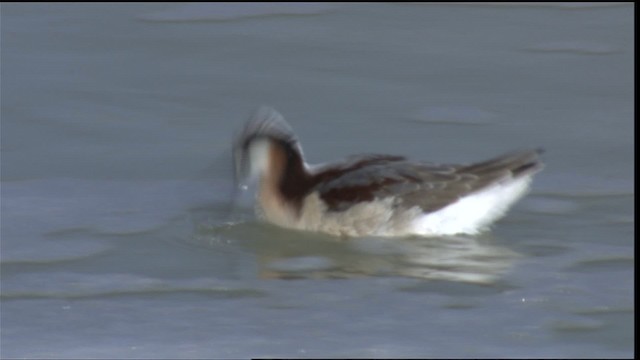 Wilson's Phalarope - ML410249