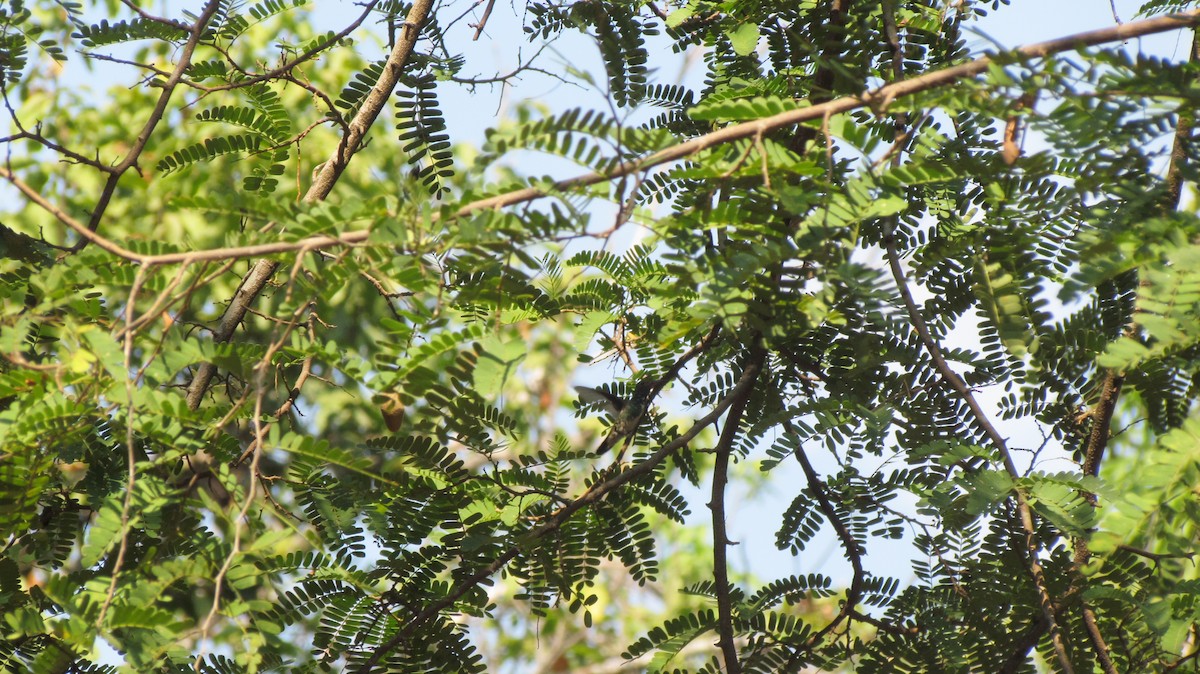 Glittering-throated Emerald - ML410249121