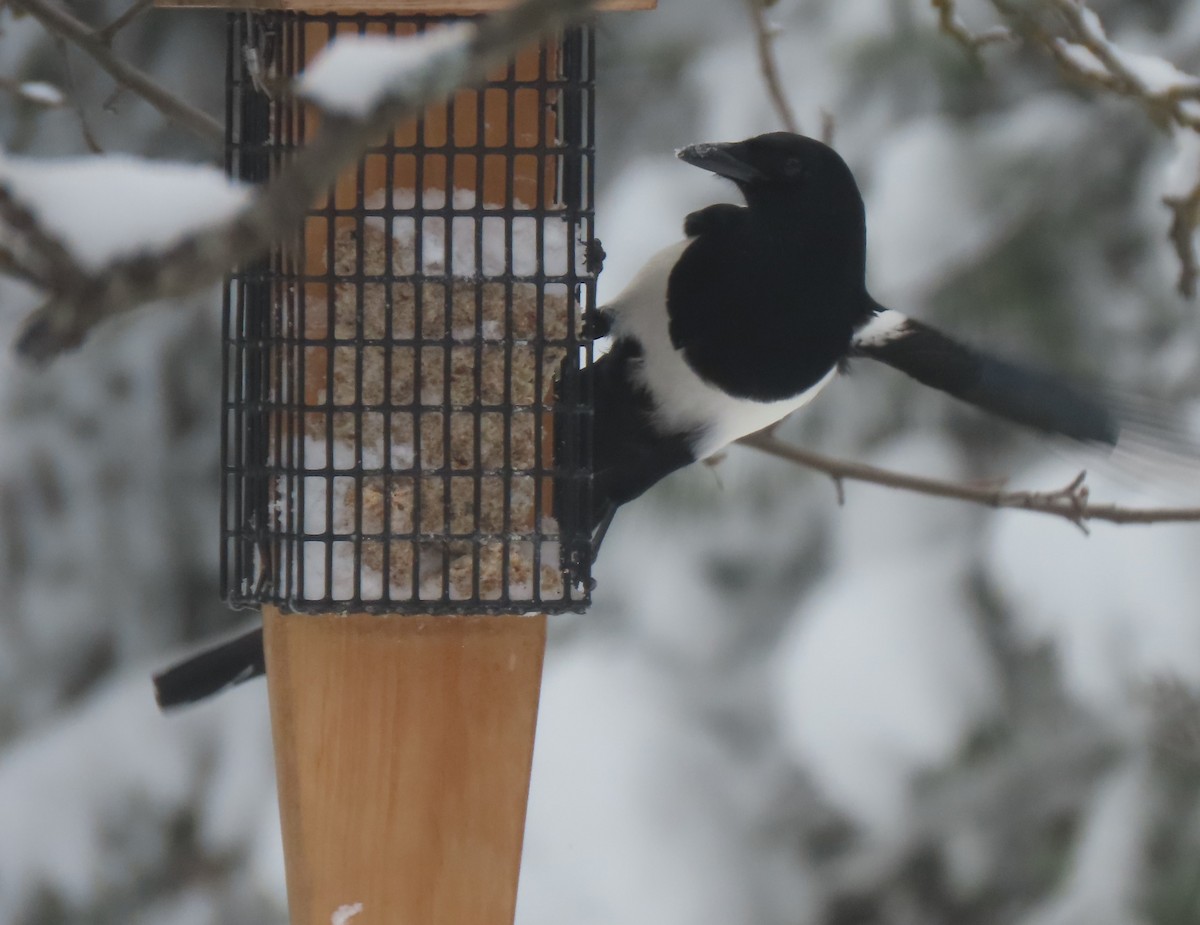 Mika iparramerikarra - ML410250311