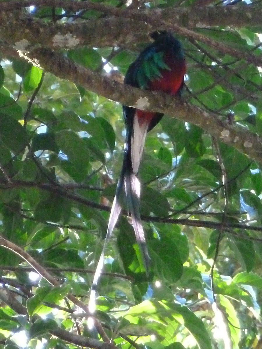 Quetzal resplendissant - ML410250821