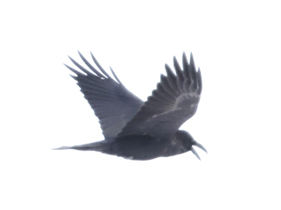 Common Raven - ML410252451