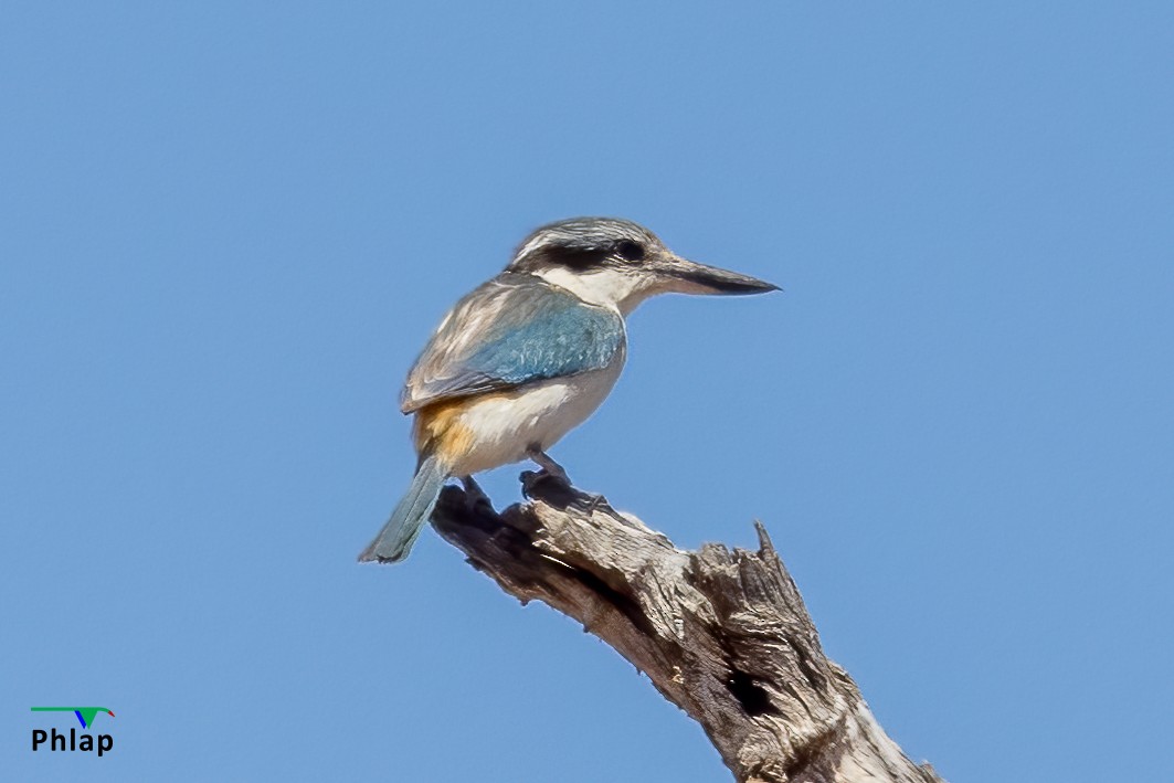 Red-backed Kingfisher - ML410252841