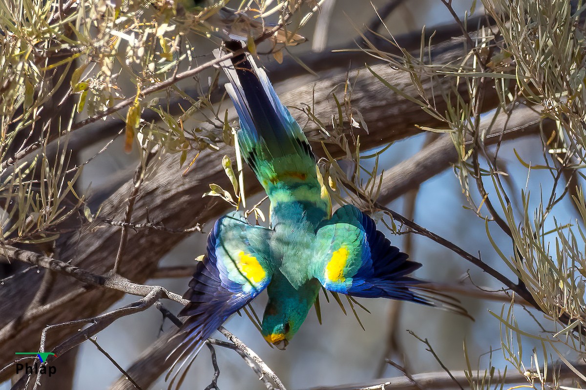 Mulga Parrot - ML410252991