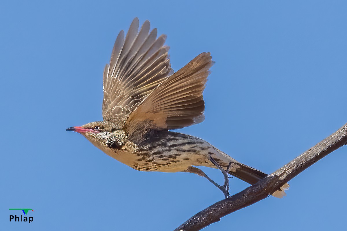 Spiny-cheeked Honeyeater - ML410253061