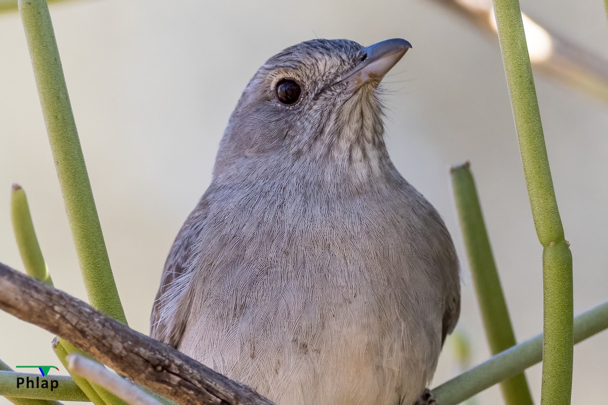 Gray Shrikethrush - ML410253241