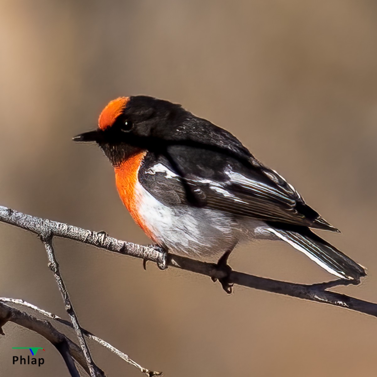 Red-capped Robin - ML410254221