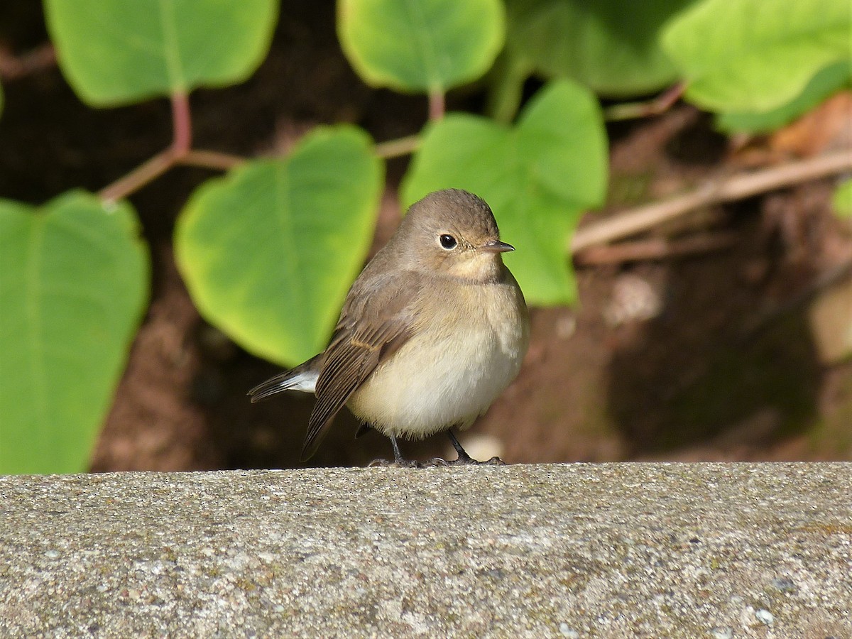 Red-breasted Flycatcher - ML410254831