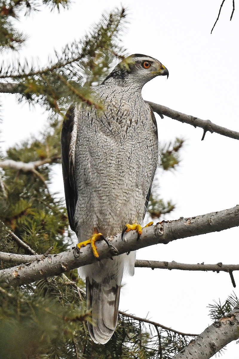 American Goshawk - ML410255081