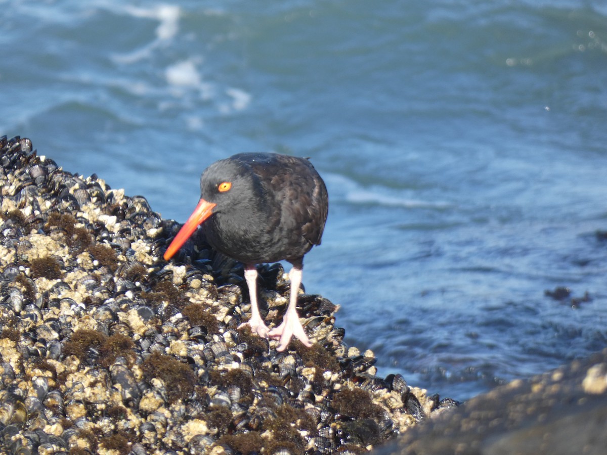 Black Oystercatcher - River Corcoran