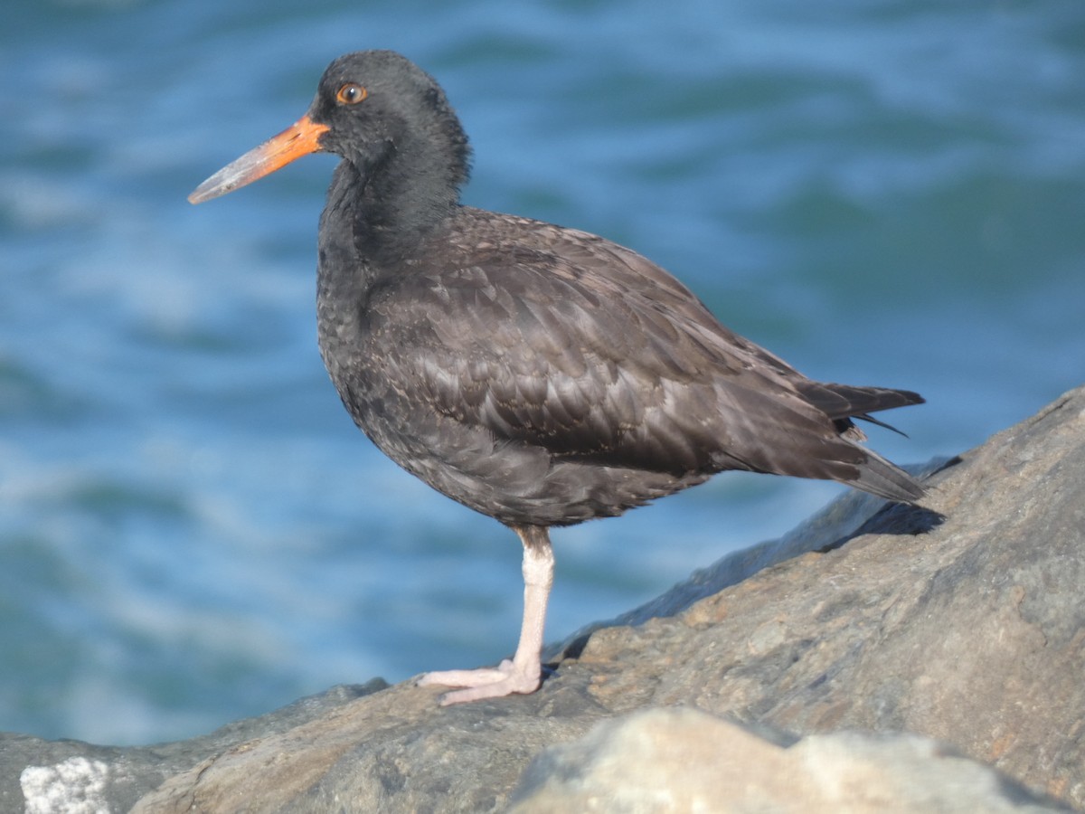 Black Oystercatcher - River Corcoran