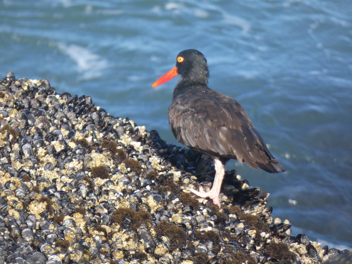 Black Oystercatcher - ML410255321