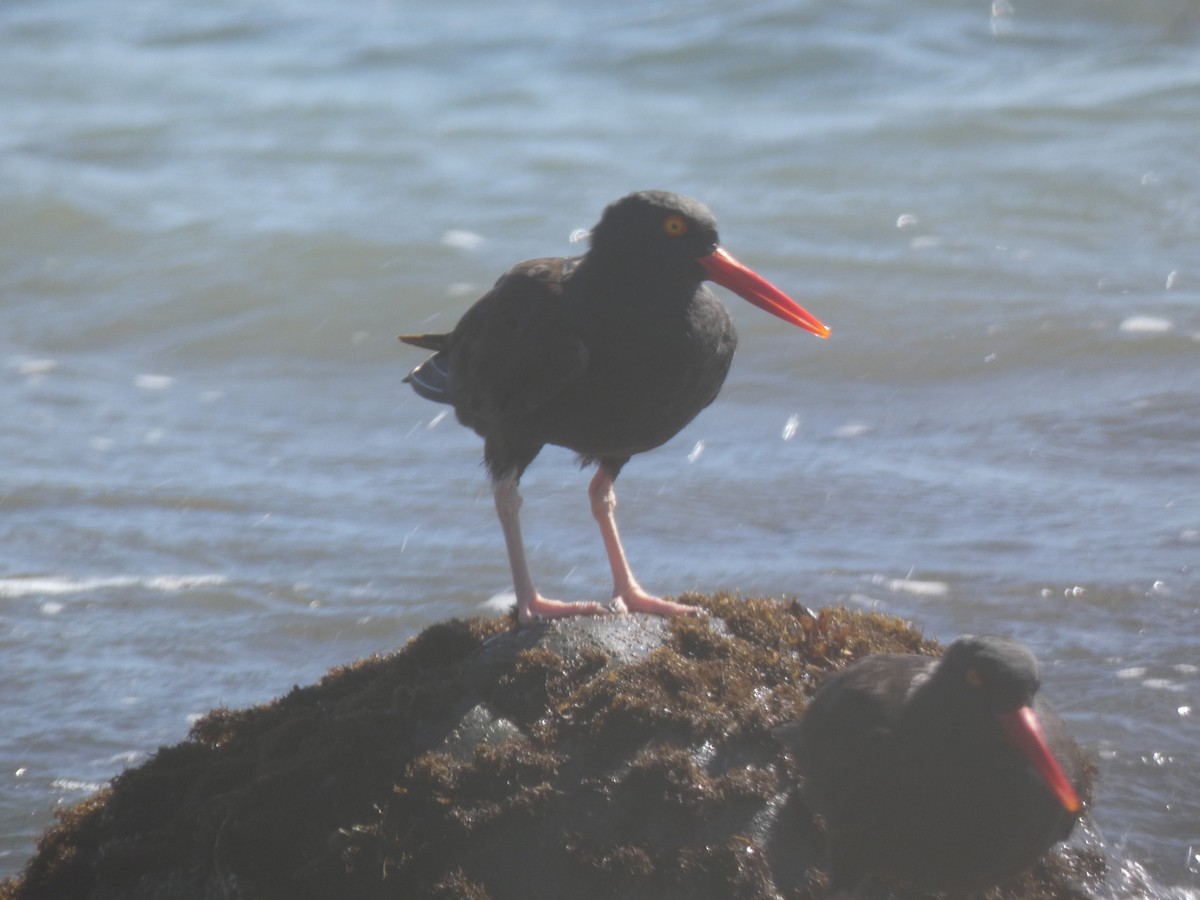 Black Oystercatcher - ML410255351