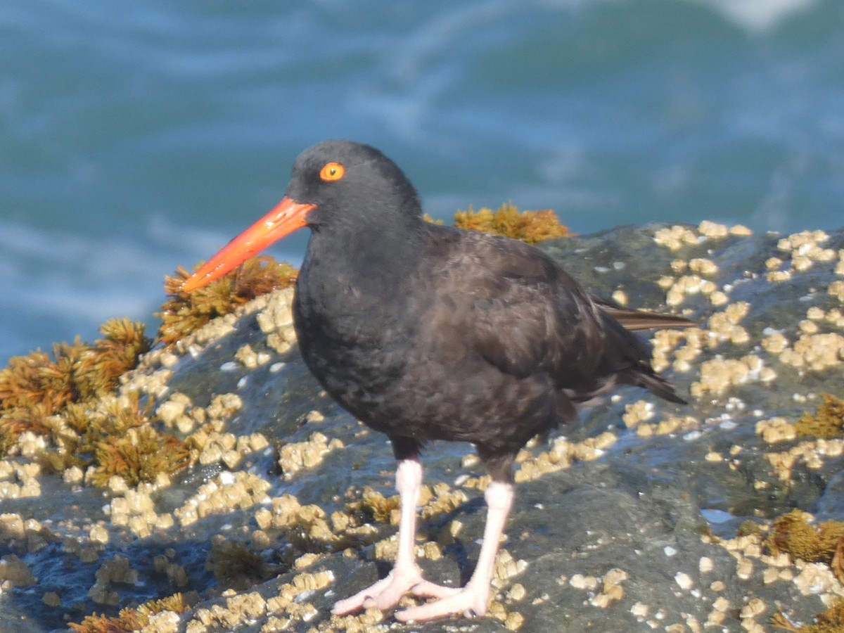 Black Oystercatcher - River Corcoran