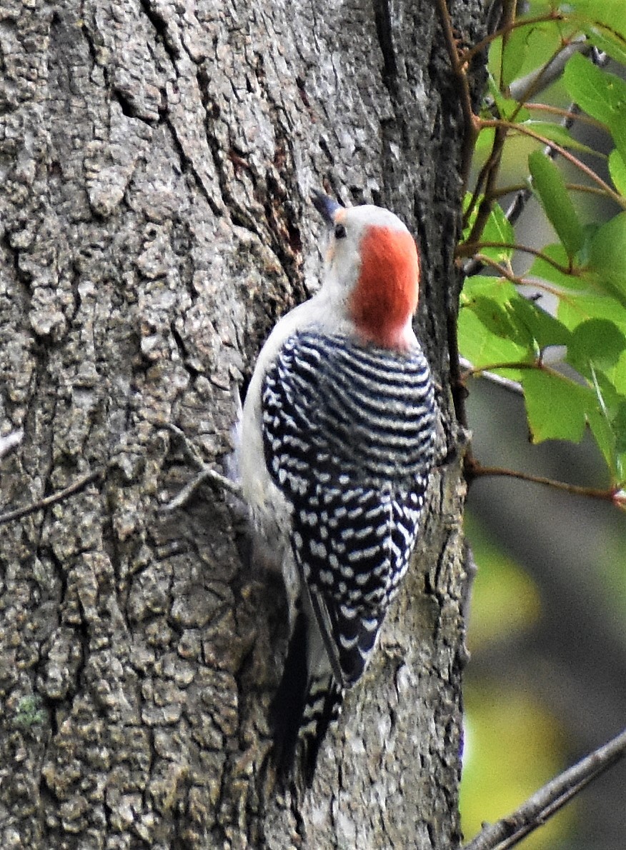 Red-bellied Woodpecker - ML410255481