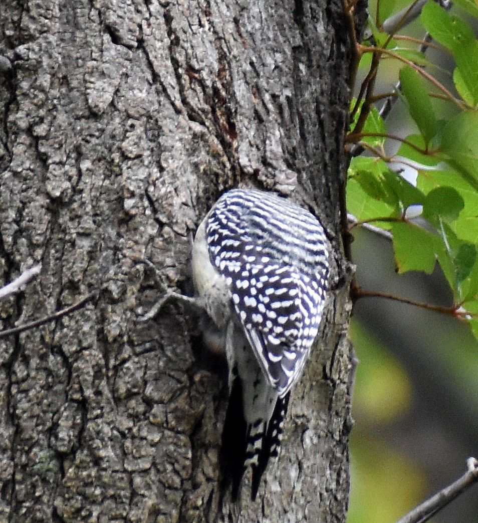Red-bellied Woodpecker - ML410255491