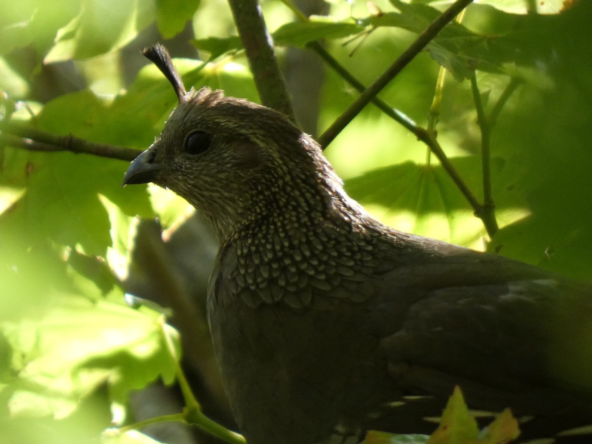 California Quail - ML410256091