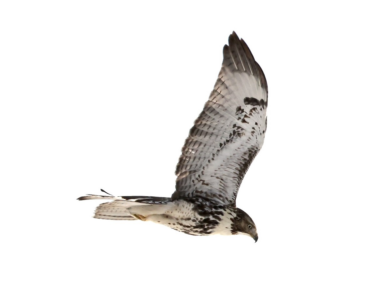 Red-tailed Hawk (abieticola) - ML410257081