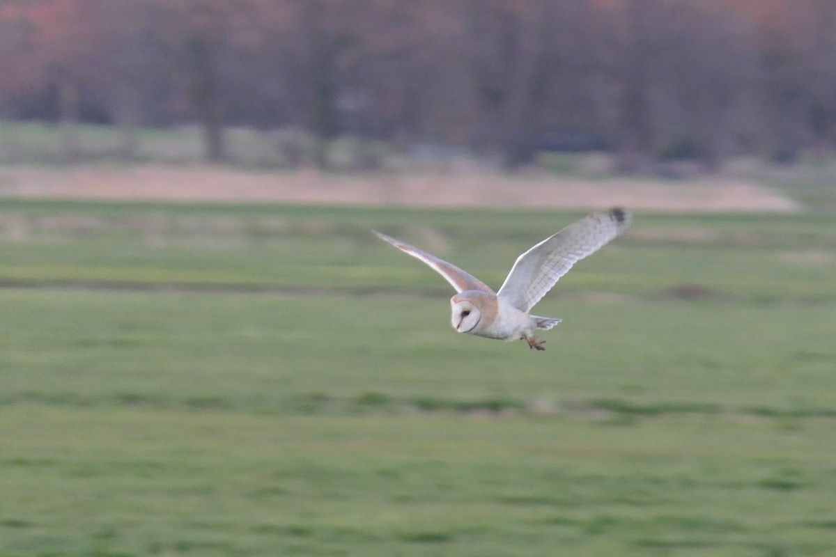 Barn Owl - ML410257371