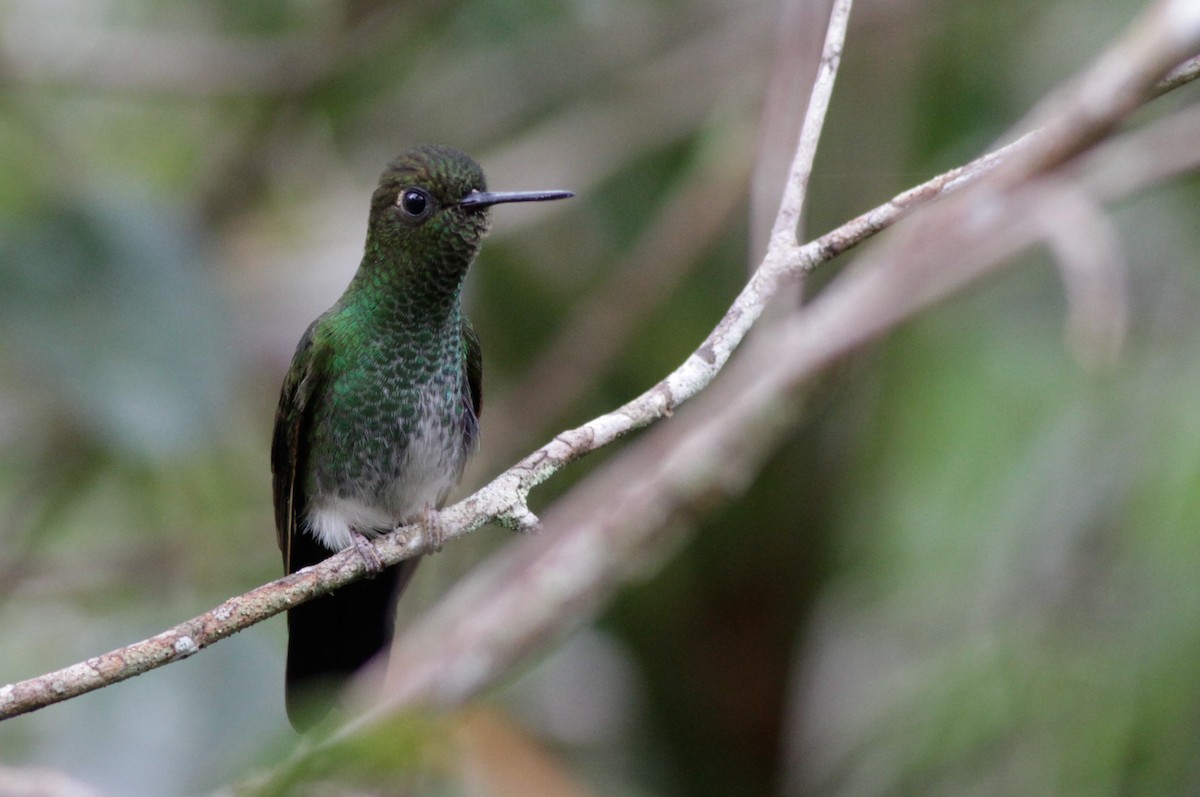 Greenish Puffleg - Ian Davies