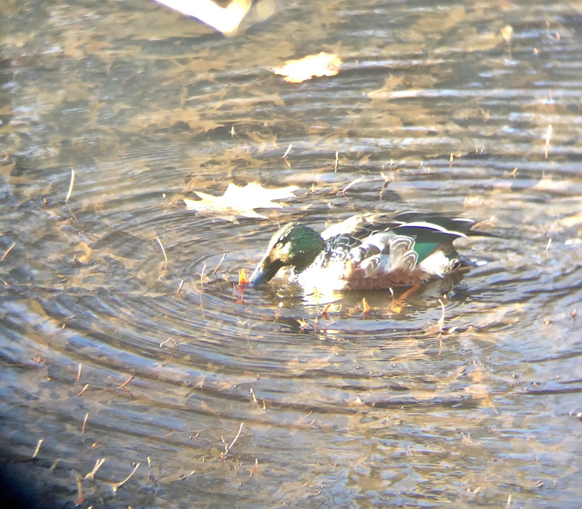 Northern Shoveler - ML410258961