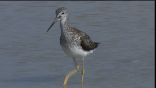 Wilson's Phalarope - ML410259