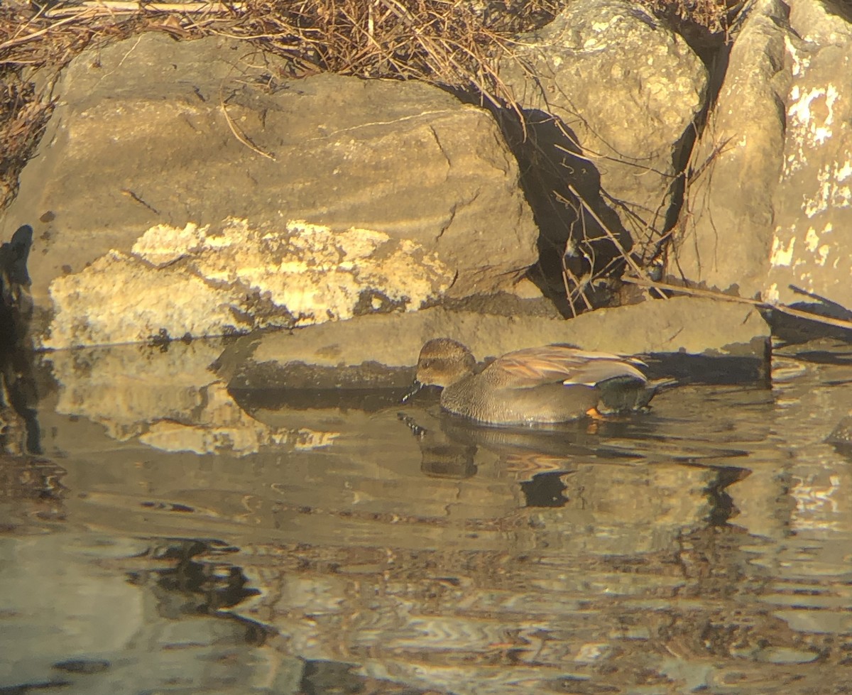 Gadwall - ML410259051