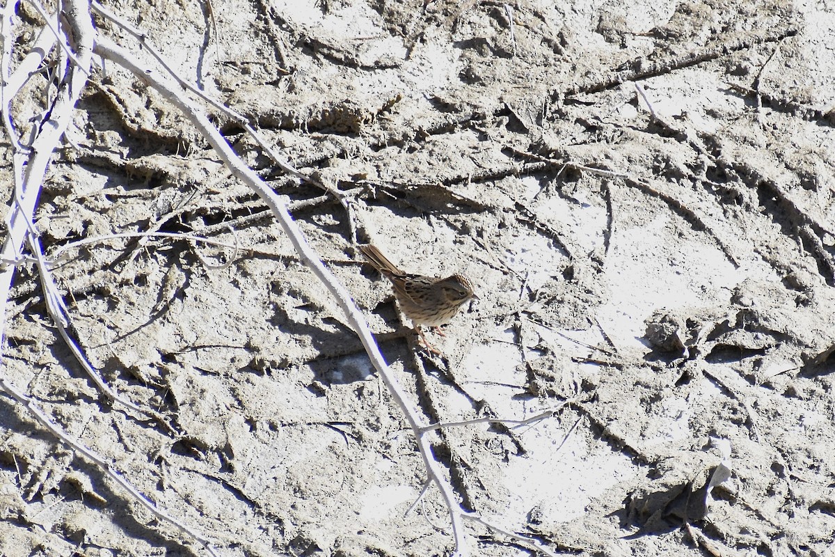 Lincoln's Sparrow - ML410259181