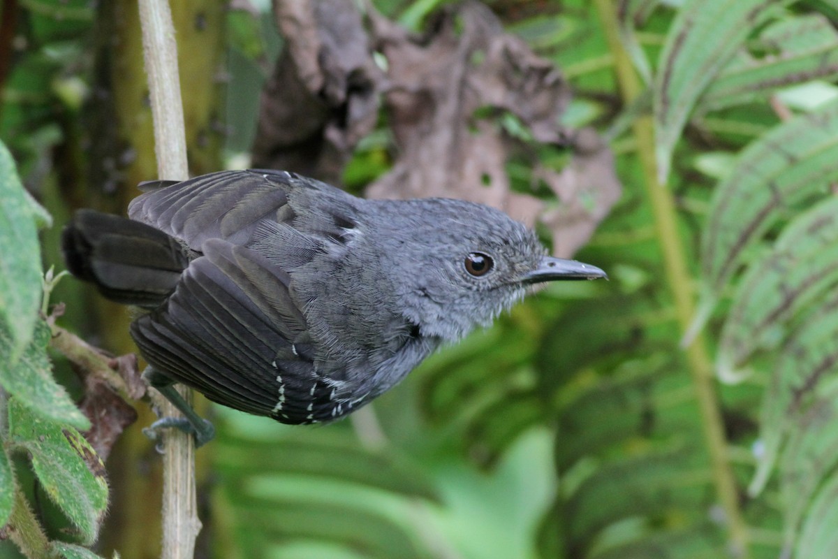Parker's Antbird - Ian Davies