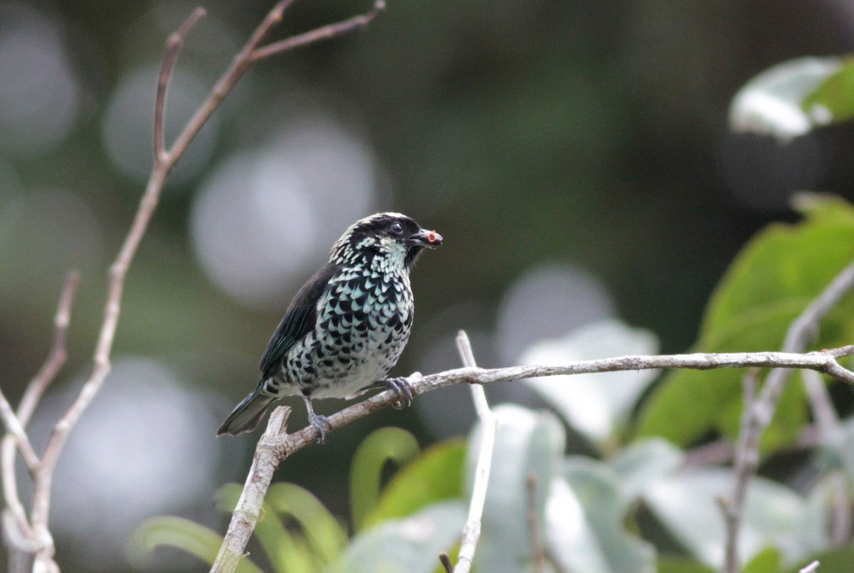 Beryl-spangled Tanager - Ian Davies