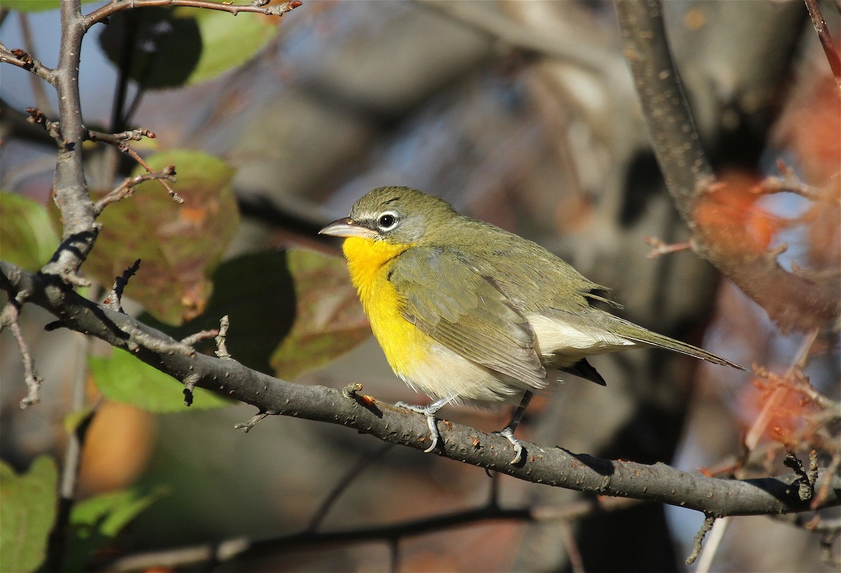 Yellow-breasted Chat - ML41026121