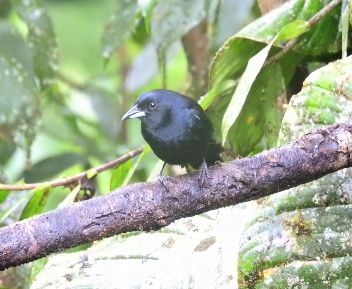 Tangara Negra - ML410261441