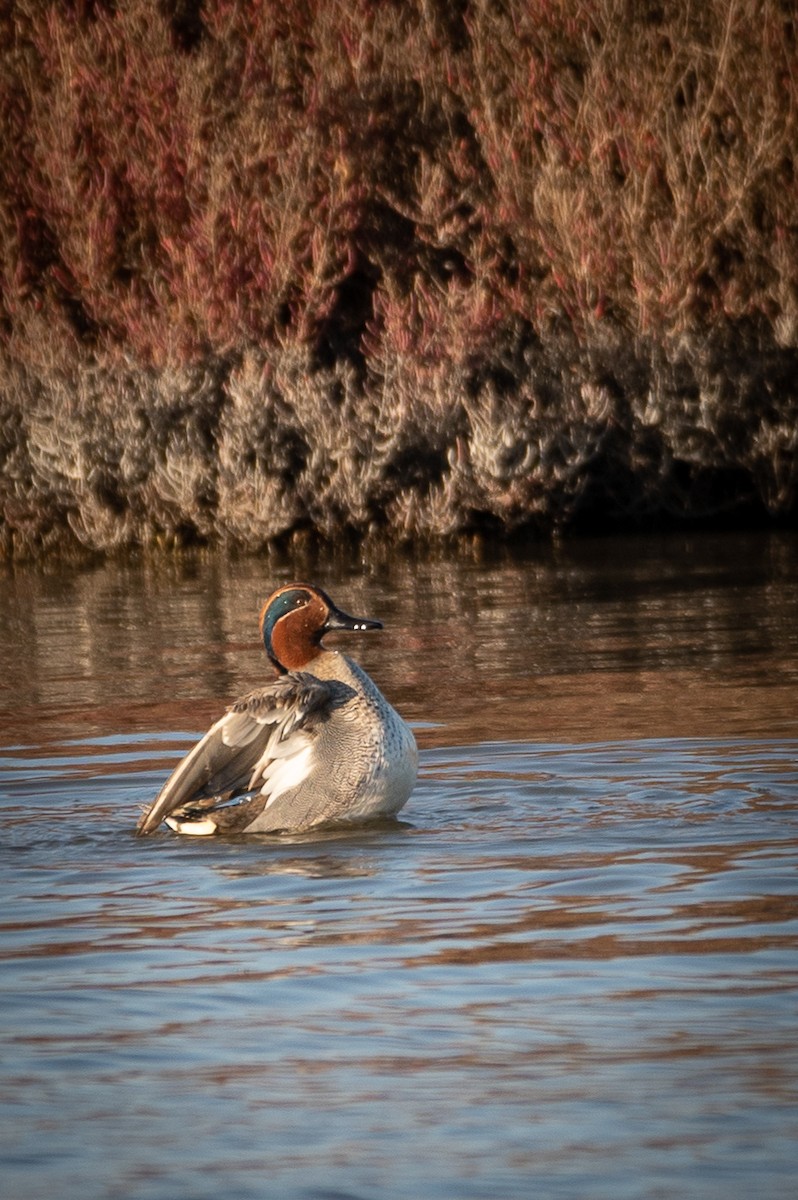 Green-winged Teal - ML410262301